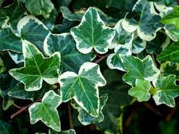What is the best fertilizer for english ivy? English Ivy Care Growing Watering Requirements Propagation Plant Index