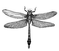 8t6obgekc Png 468 403 Stippling Art Dragonfly Drawing Dragonfly Illustration