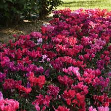 Image result for Pentas schumanniana