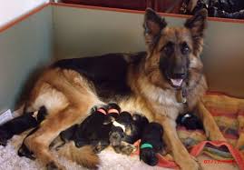 German shepherd puppies virginia beach. German Shepherd Puppy Sale German Shepherd Puppies German Shepherd German Shepherd Dogs