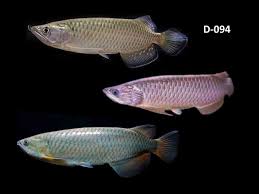 Mengenal Jenis Arwana Indonesia Ikan Akuarium Ikan Fosil