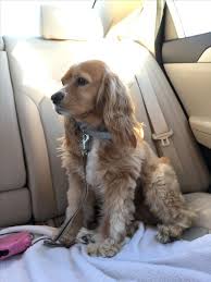cocker spaniel iam in love https www pinterest com search pins q cocker 20spaniel rs typed term meta cocker spaniel puppies cocker spaniel puppies puppies