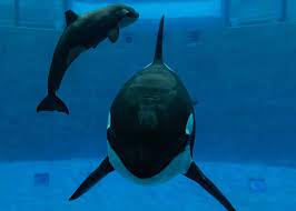 The Last Surviving Orca at Moskvarium | Dolphin Project