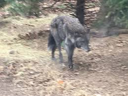 More information about zoo memberships. Turtle Back Zoo Black Bear Picture Of Turtle Back Zoo West Orange Tripadvisor