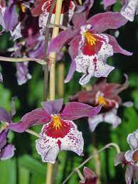 Vuylstekeara Cambria Plush Orchids Orchidaceae Trees To Plant