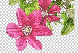 Set with clematis flowers, leaves and stem isolated on white background. Sun Flowers Png Clipart Art Artist Botanical Illustration Botany Clematis Free Png Download