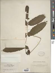 Image result for Blotiella currorii