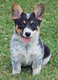 Cowboy corgi puppies near me. Cowboy Corgi International Stock Dog Registry