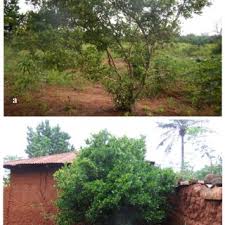 Image result for Synsepalum passargei