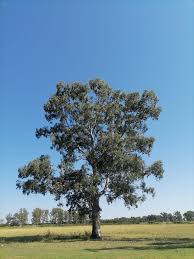 Image result for Pseudospondias microcarpa