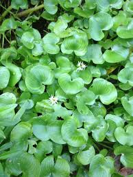 Image result for Heteranthoecia  guineensis