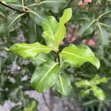 Image result for Pittosporum tenuifolium