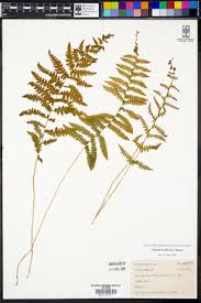 Image result for Thelypteris confluens