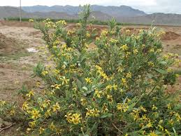 Image result for Hertia