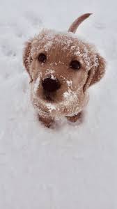 Skymacmootry Skymacmootry Sevimli Hayvan Yavrulari Sevimli Kopek Yavrulari Sevimli Kedi Yavrulari