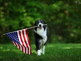 Keep in mind that this vet does not have a closed off fenced area and walks dogs in the busy neighborhood around denver animal control was also never contacted. Dogs And July 4 Fireworks Don T Mix Check Metro Denver Shelters Denver Co Patch