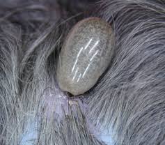 Can a tick bite cause a dog to nip? Tick Removal