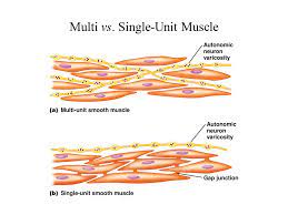 Under normal circumstances, contraction of skeletal muscle is initiated by action potentials in motoneurons which arrive at the neuromuscular junction and cause the release of acetylcholine from their terminals. Smooth Muscles Types Properties Function Source Of Calcium Ions In Smooth Muscle Science Online
