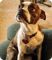 She is approximately 9 years old. Savannah Ga Boston Terrier Boxer Mix Meet Beulah A Dog For Adoption Boston Terrier Boxer Mix Dog Adoption Pets