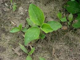 Image result for Commelina bracteosa