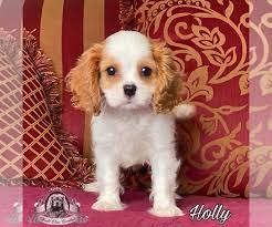Cavalier King Charles Spaniel Puppy For Sale In Miami Fl Usa Adn King Charles Cavalier Spaniel Puppy Spaniel Puppies For Sale Cavalier King Charles Spaniel