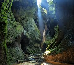 Image result for Chasmopodium