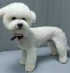 Cute Bichon Frise Short Hair
