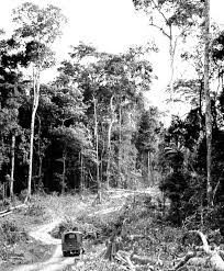 Image result for Pleioceras gilletii