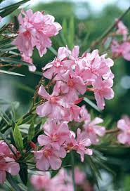 Maybe you would like to learn more about one of these? The 13 Best Summer Blooming Shrubs For Your Garden Better Homes Gardens