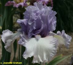 Tbcrystalgazer Tbathrue Iris Wiki