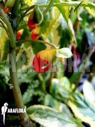 Image result for Impatiens niamniamensis