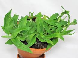 Image result for Murdannia tenuissima