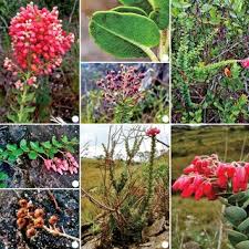 Image result for Agarista