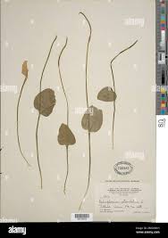 Image result for Ophioglossum reticulatum