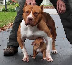 Pin On Animals