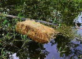 Typically, you will need to provide substantially more water to a larger cactus when you do water it, but you may find that smaller, faster growing cacti, planted in smaller pots actually require closer attention and more frequent watering. Does Barley Straw Stop Algae Growth In Ponds Garden Myths