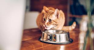Calorie calculators or tables cannot take into account what might make an animal's situation unique. How Much To Feed A Cat Cat Food Portions And Serving Sizes