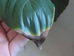 I'm pretty confident i'm watering it the right amount, but the hot weather started here in madrid about 10 days ago, and i haven't humidified the leaves in the last few days. How To Care For Your Peace Lily Brown Leaves Morflora