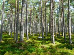 Cei care nu își încheie contractele în cauză cu un ocol silvic. 250 000 De Hectare De PÄdure Din Romania Nu Sunt PÄzite Iar Statul Are RestanÅ£e La PlatÄ Si De NouÄ Luni Gazeta De Sud