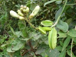 Image result for Psophocarpus scandens