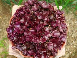 Image result for Nervilia