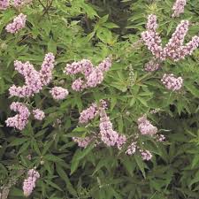 Pink Pinnacle Vitex Shrub Vitex Shrubs Chaste Tree
