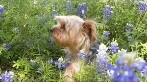 We did not find results for: Where Are The Best Places Near Houston To See Wildflowers Khou Com