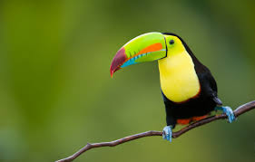 Download btnode.java and twentyquestions.java, insert in your project and change packages names. Wallpaper Nature Tropics Background Bird Jungle Toucan Animals Nature Bokeh East Province Indonesia Java Travel Wallpaper Toucan Images For Desktop Section Zhivotnye Download