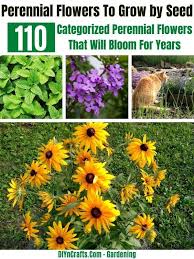 Maybe you would like to learn more about one of these? 110 Categorized Perennial Flowers That Will Bloom For Years Flowers Perennials Perennials Pink Perennials