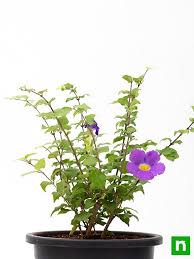 Image result for Thunbergia laborans
