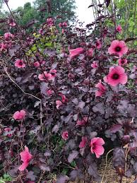 Image result for Hibiscus barbosae