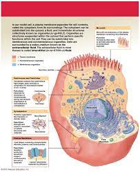 The Anatomy Of A Human Cell Human Anatomy And Physiology Anatomy And Physiology Medical Anatomy