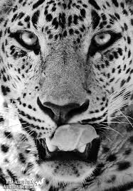 Did You Know That When It Snows My Eyes The Nbsp Snow Leopard Male Armin Nbsp Uncia Panthera Uncia Levhart Snezny Irbis Ounce Nbsp Status Endangered From Nbsp Zoo Jihlava The Czech Repu Kaarten