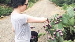 Image result for NOPALES HD IMAGES